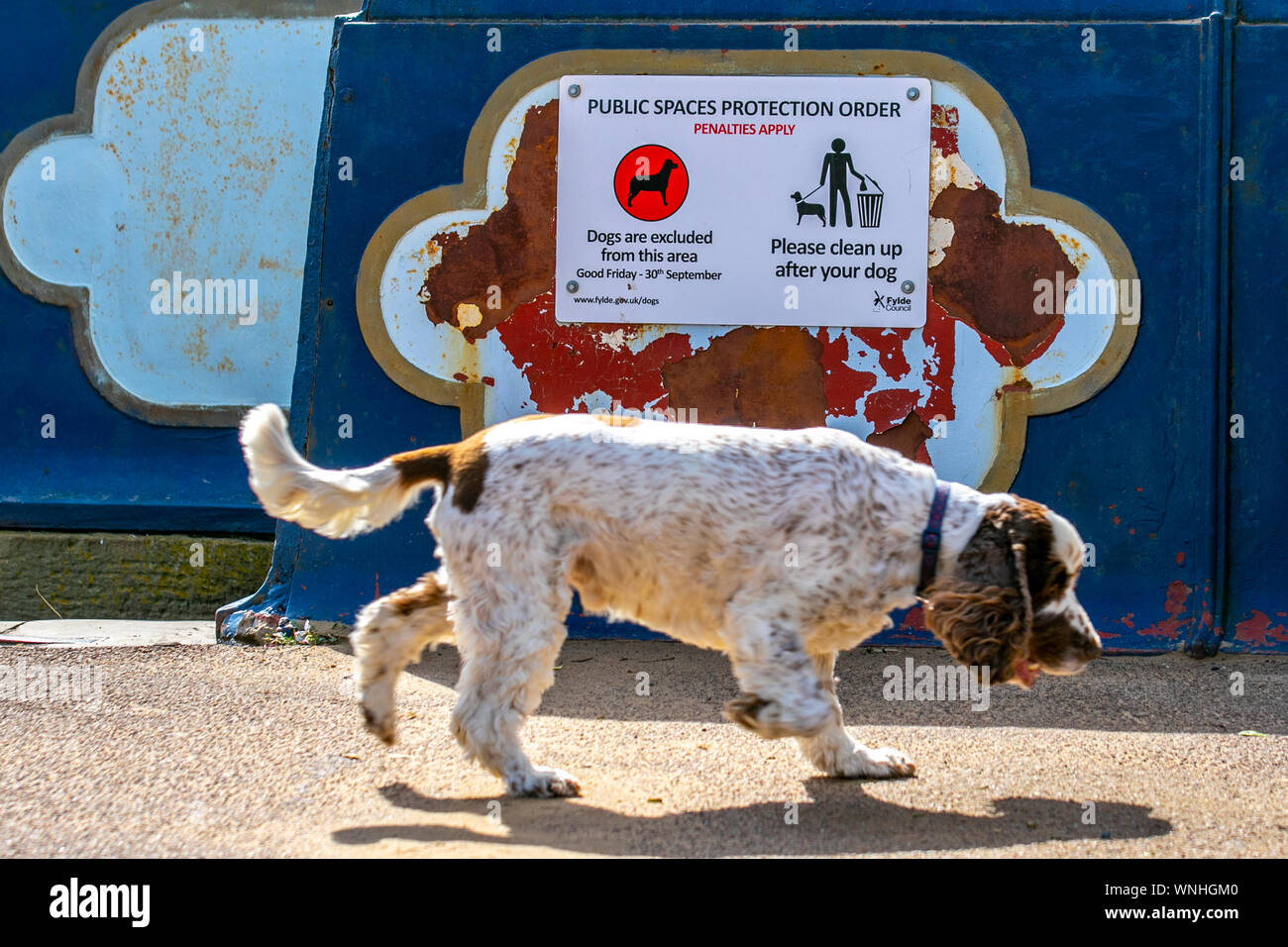 Spaniel Dog passing Public Space Protection Order, Penalties Apply; Seasonal restrictions on dogs using the beach at Lytham St Annes, UK Stock Photo