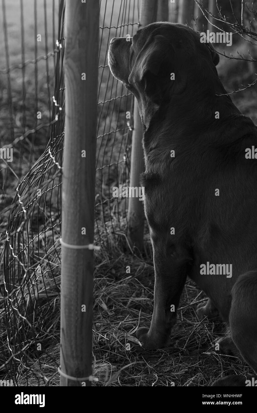 Labrador Retriever Sitting By Fence Stock Photo Alamy