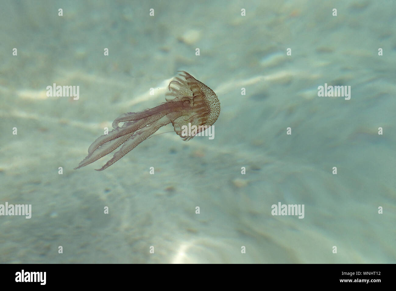 Mauve Stinger Jellyfish (Pelagia noctiluca) Stock Photo