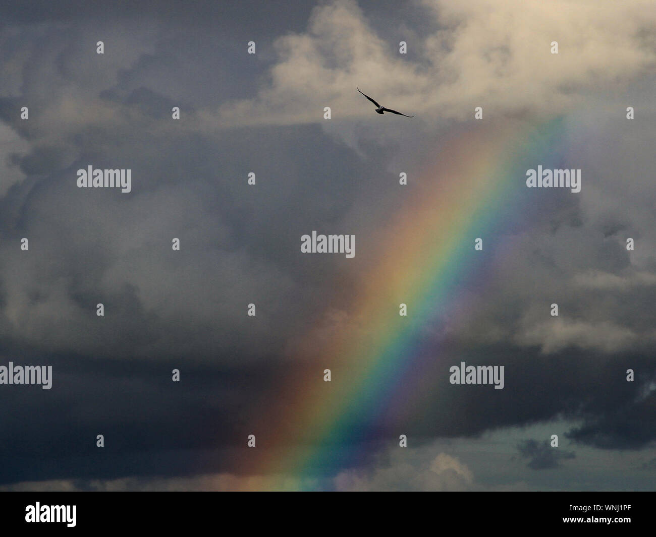 Clouds, lights and weather: Seagull flying before a background of thunder clouds and rainbow Stock Photo
