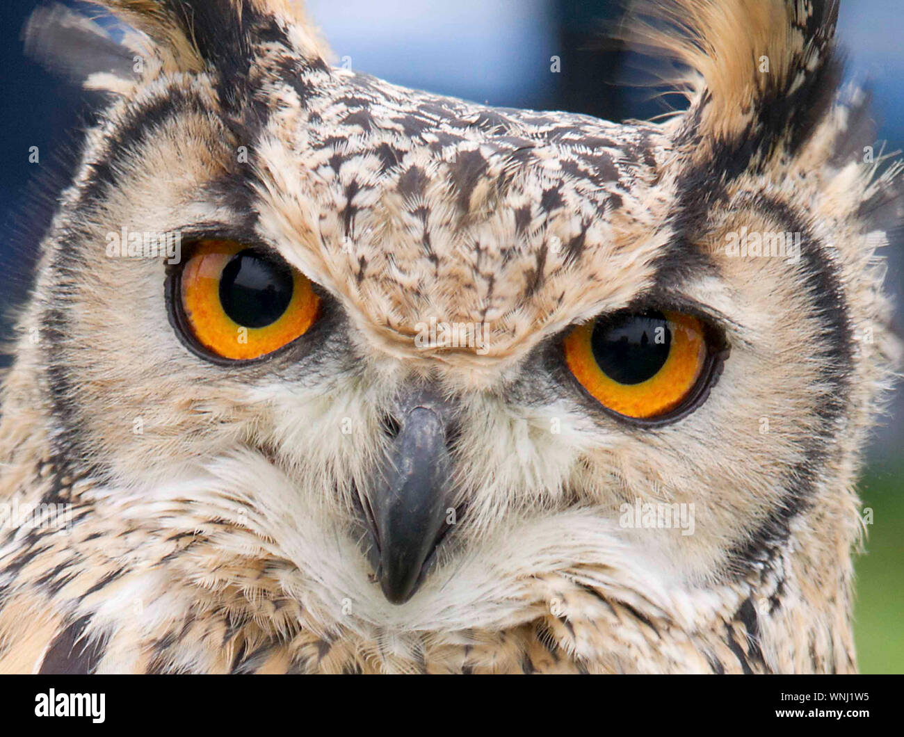 Long-eared Owl. Stock Photo