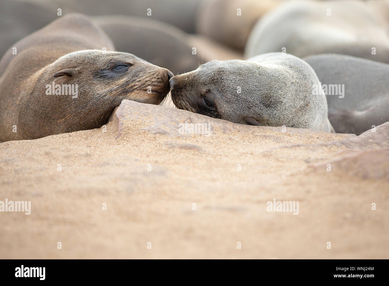 Two cape fur seals touching noses on the Skeleton coast in South Atlantic ocean. Cape Cross Seal Colony, Namibia. Stock Photo