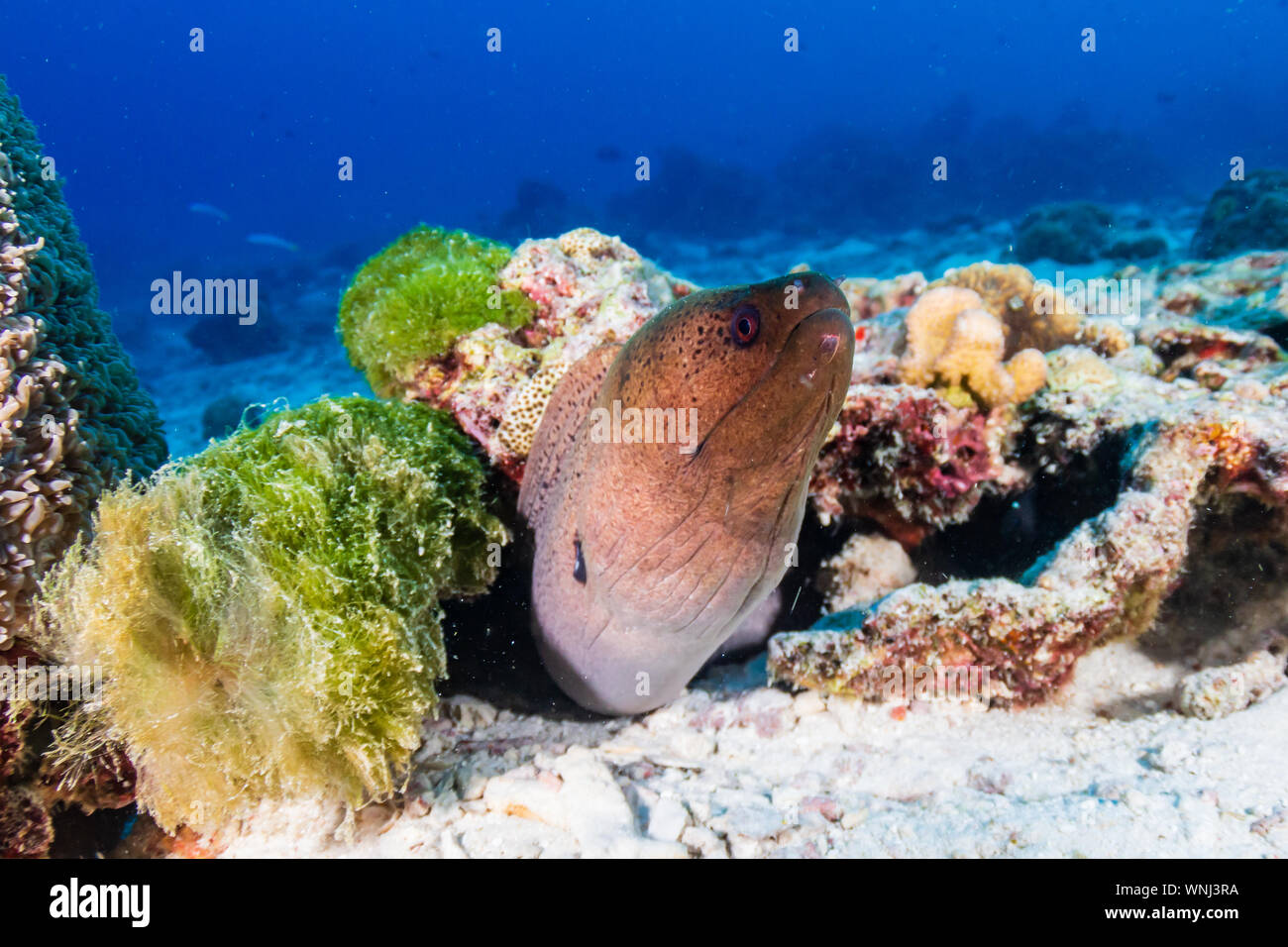 Moray Eel on a dark tropical coral reef at dawn Stock Photo - Alamy