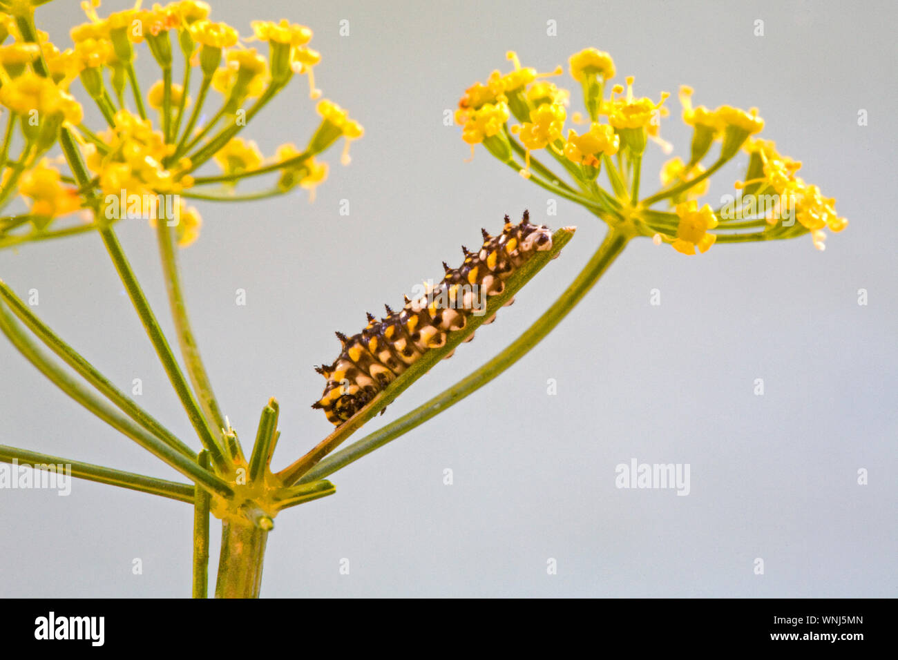 The tiny second instar caterpillar of an Anise Swallowtail butterfly on a flower stem on a Dill plant. About one-quarter of an inch in length. Stock Photo