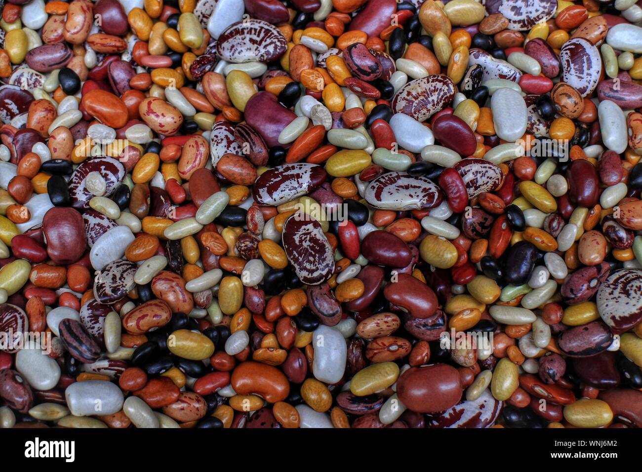 Close-up Of Multi Colored Kidney Bean Stock Photo
