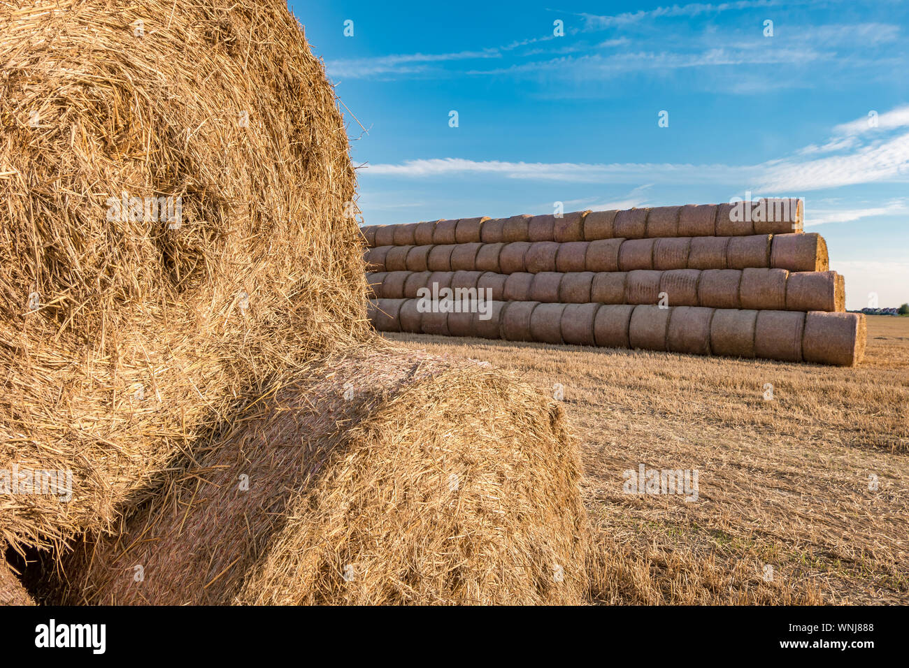 huge straw pile of Hay roll bales on among harvested field. cattle