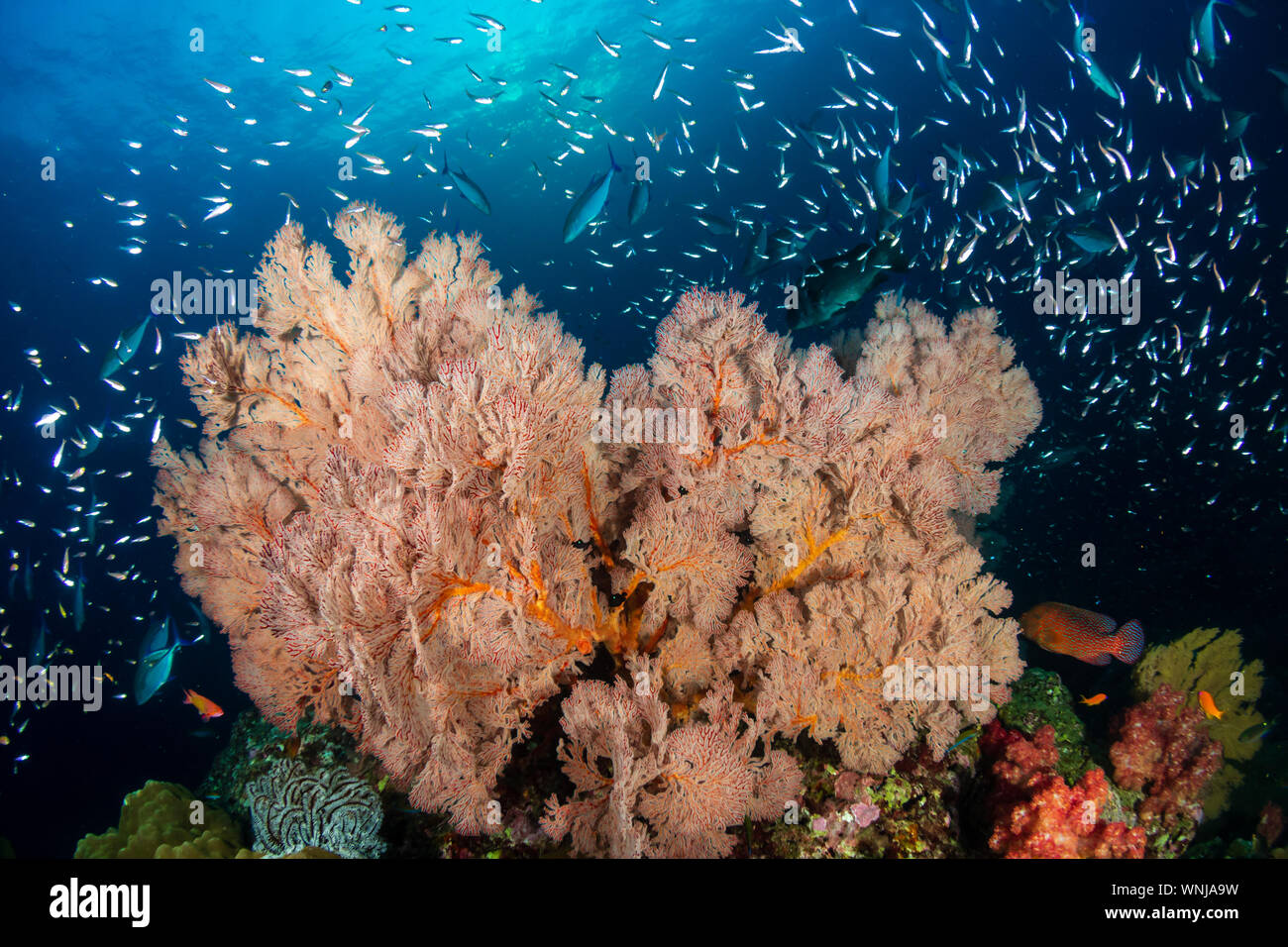 Tropical fish swimming around a healthy, colorful coral reef Stock ...