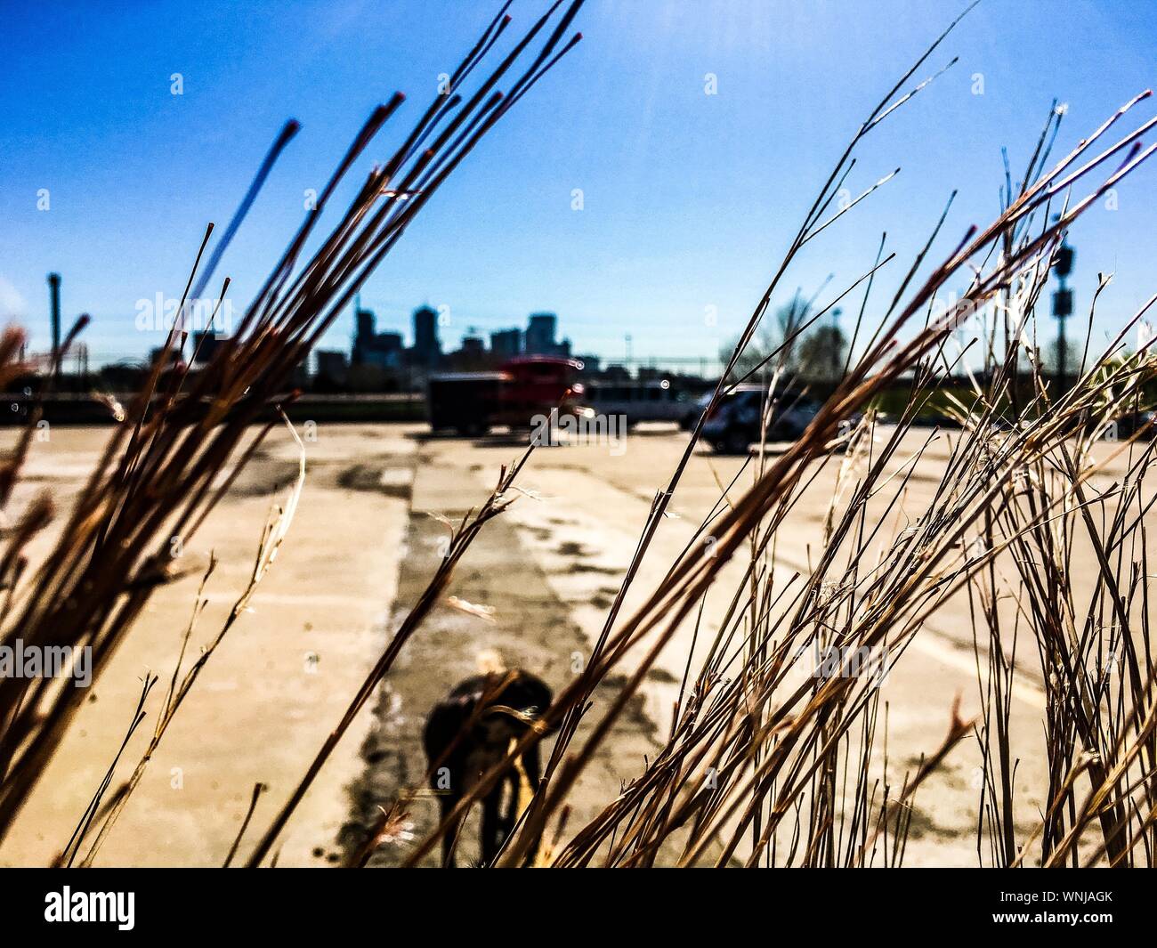 Close-up Of Dry Grass By Silhouette Person On Field Against Clear Sky Stock Photo