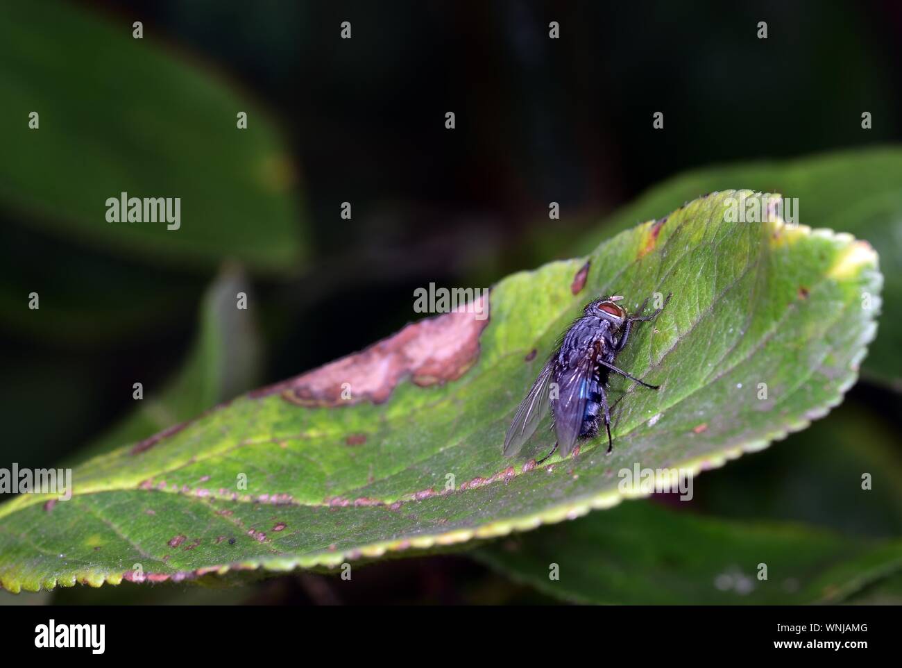 Calliphora wings hi-res stock photography and images - Alamy