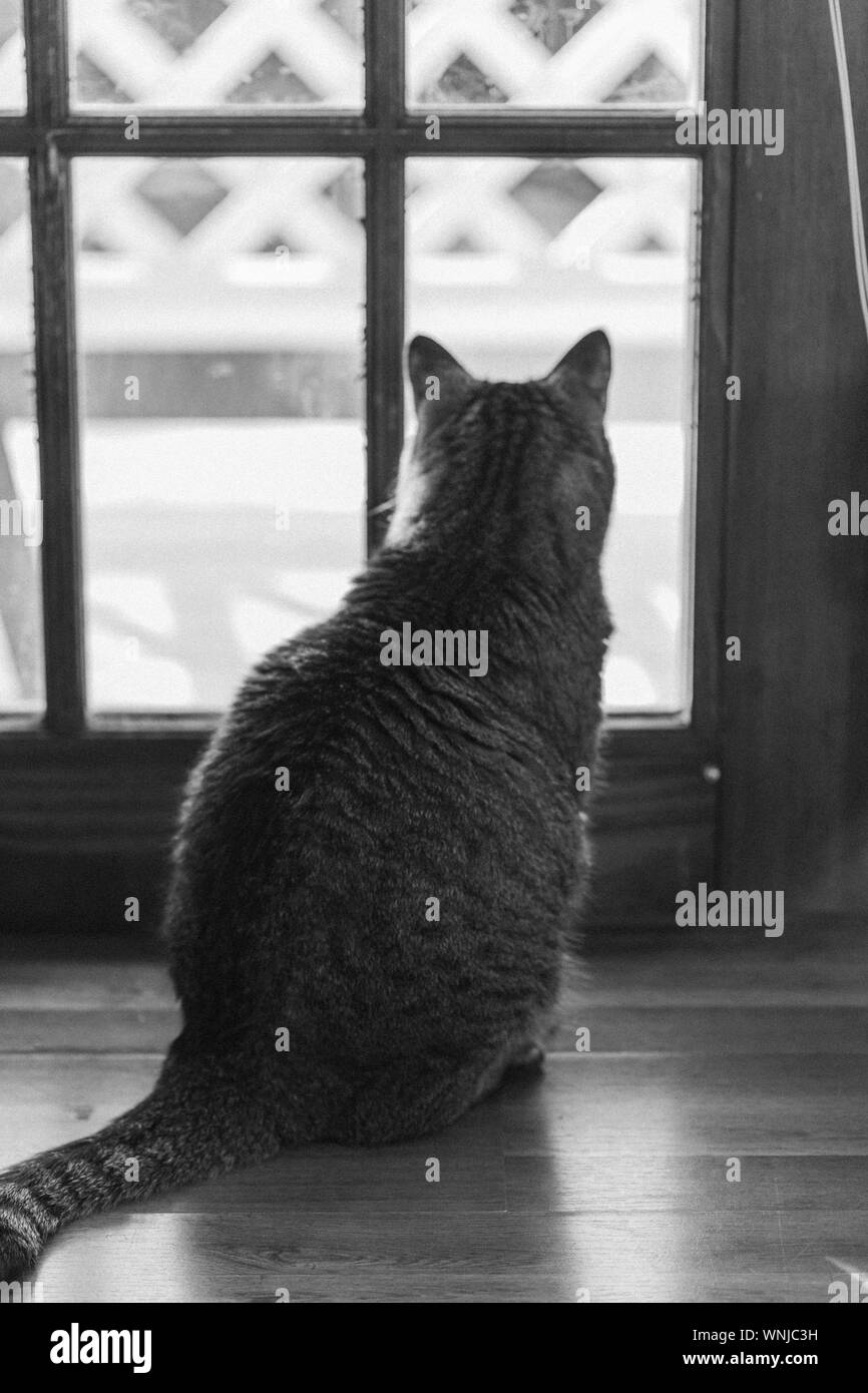 Furry brown and grey kitty is relaxing at home. Black and White image