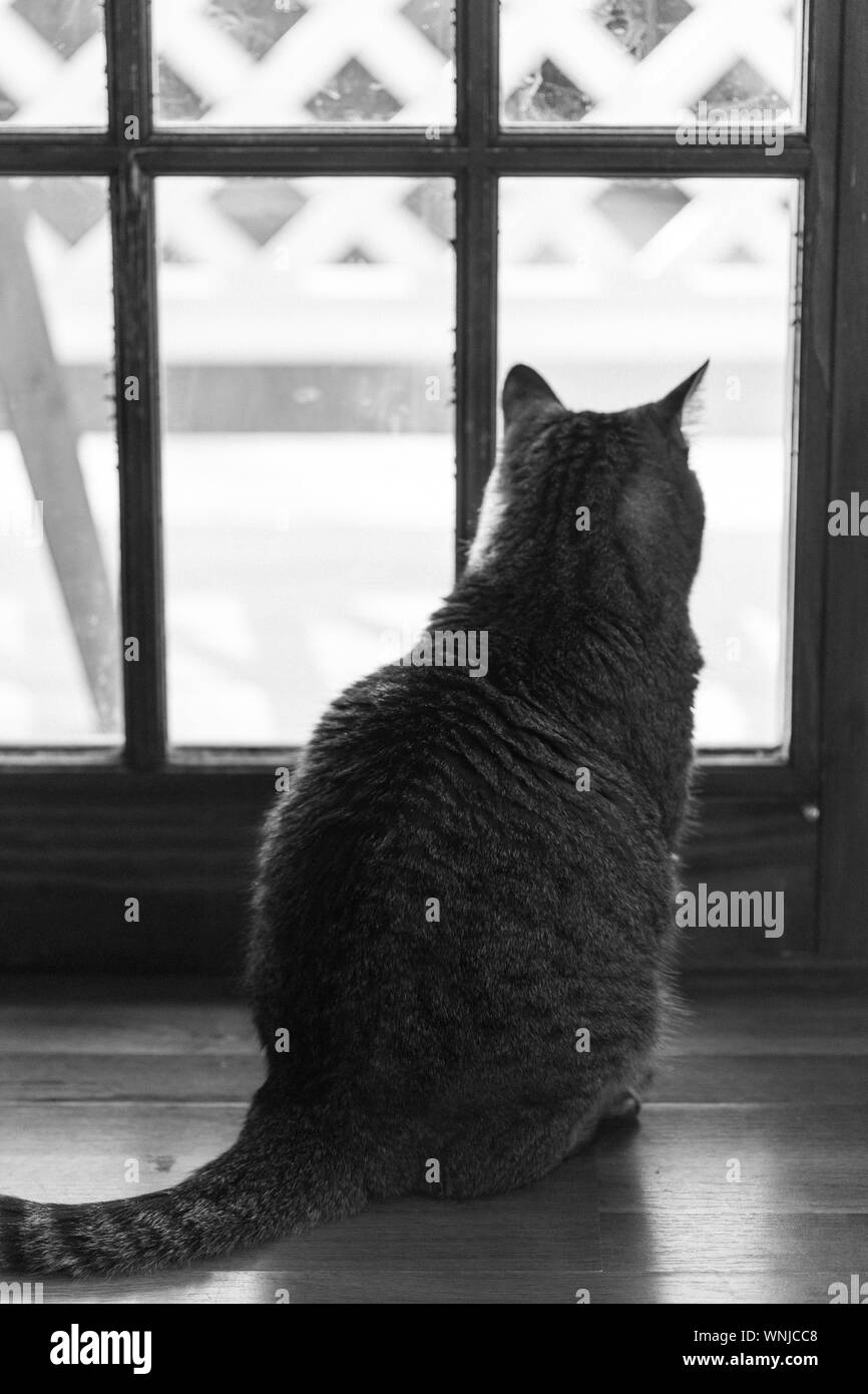 Furry brown and grey kitty is relaxing at home. Black and White image