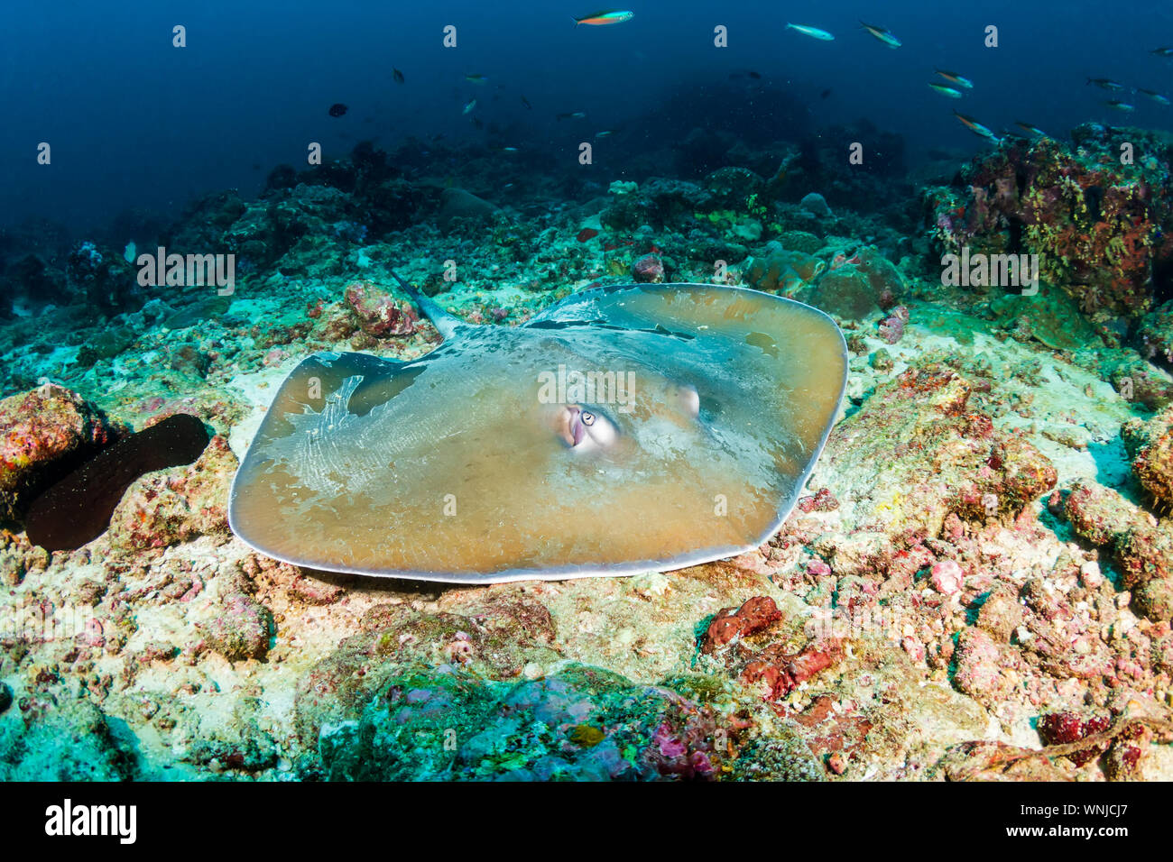 Large Stingray on the seabed on a tropical coral reef Stock Photo - Alamy