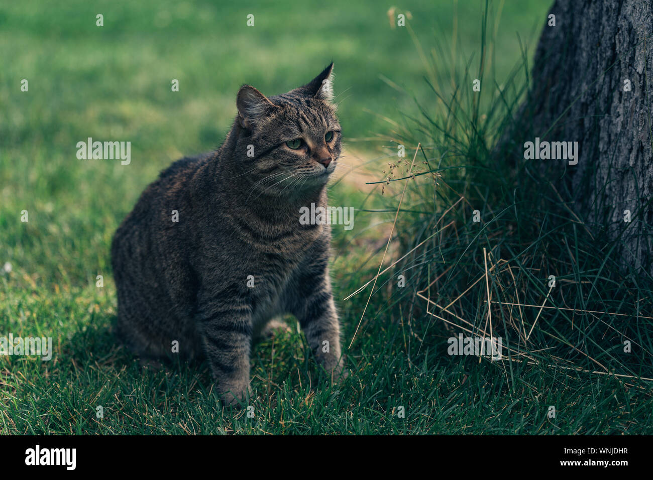 Furry brown and grey kitty is walking in the garden near the house ...