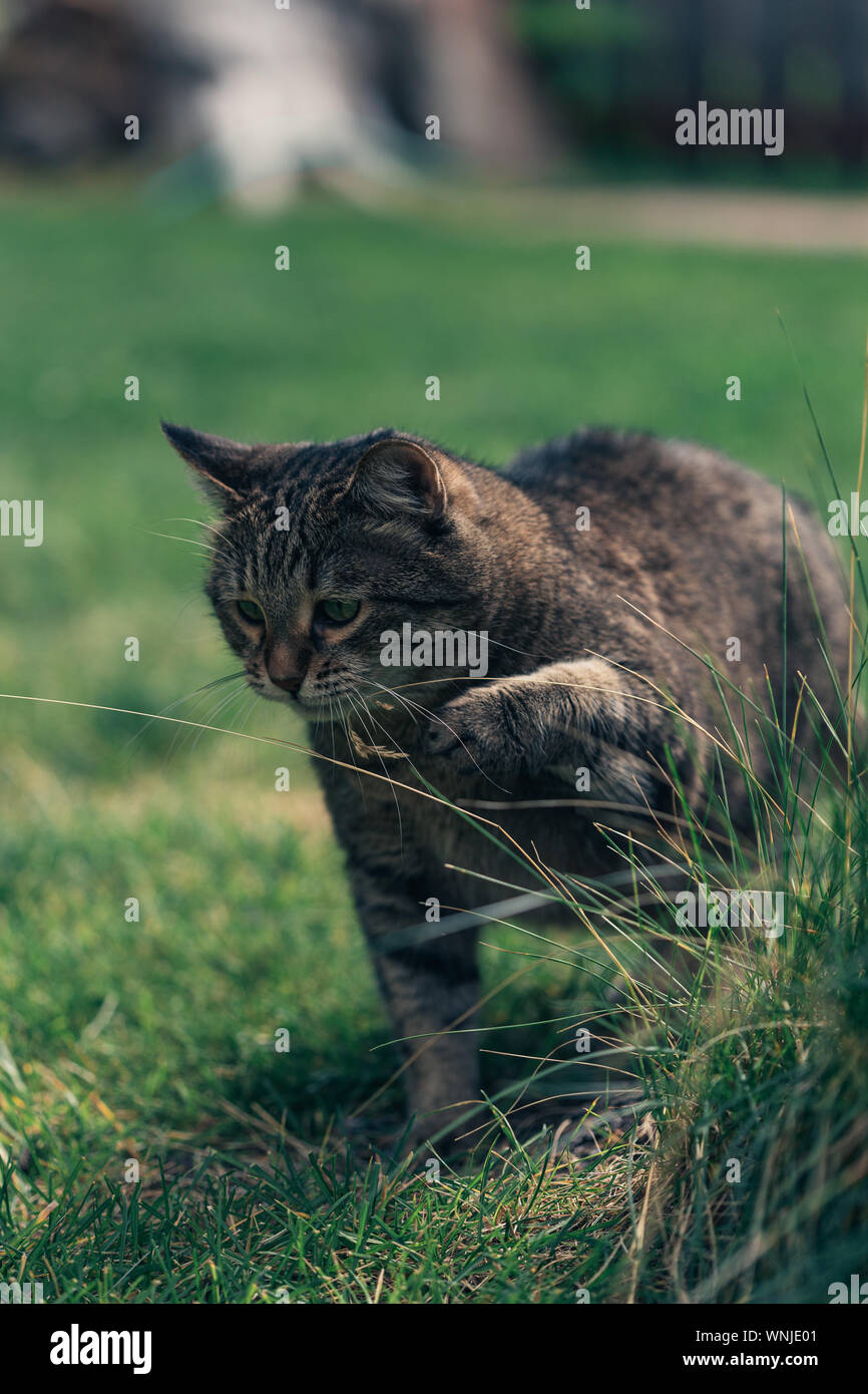 Furry brown and grey kitty is walking in the garden near the house ...