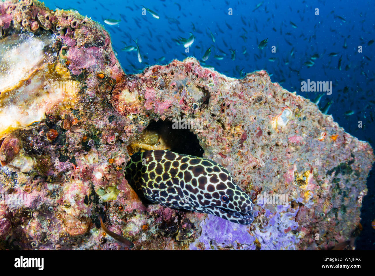 Moray Eel in a hole on an underwater shipwreck Stock Photo