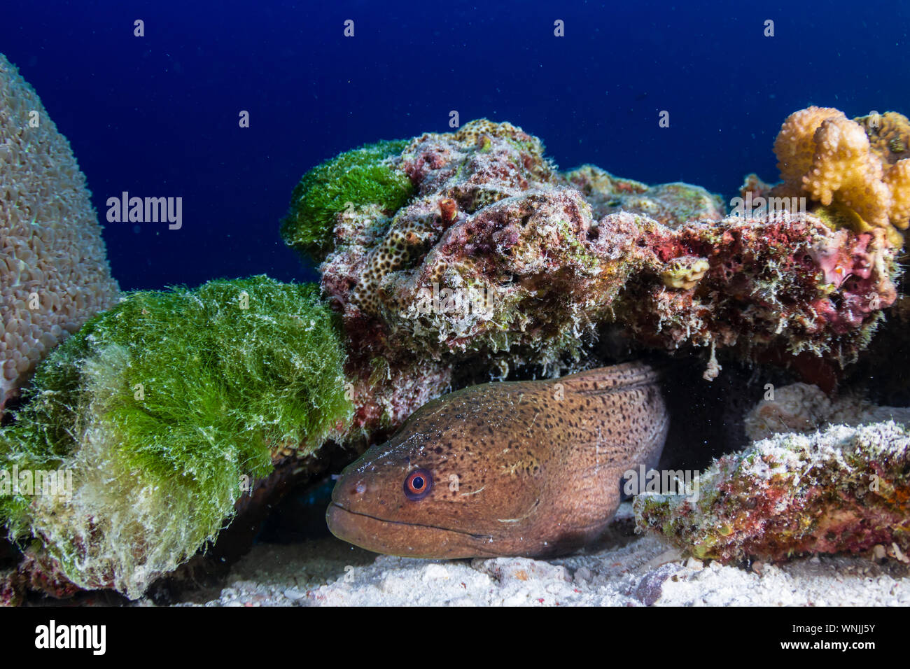 Giant Moray Eel hidden on a tropical coral reef Stock Photo
