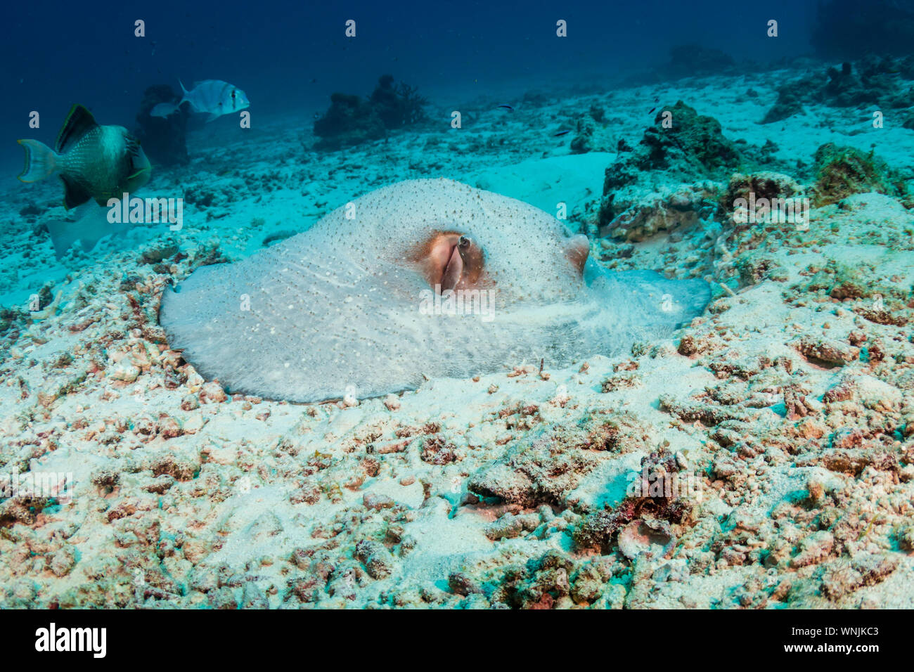 A Porcupine Stingray hiding in the sand on a coral reef Stock Photo
