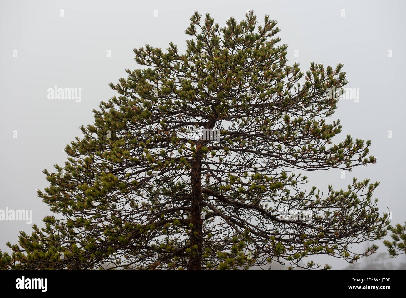 Trees Against Sky At Kemeri National Park Stock Photo