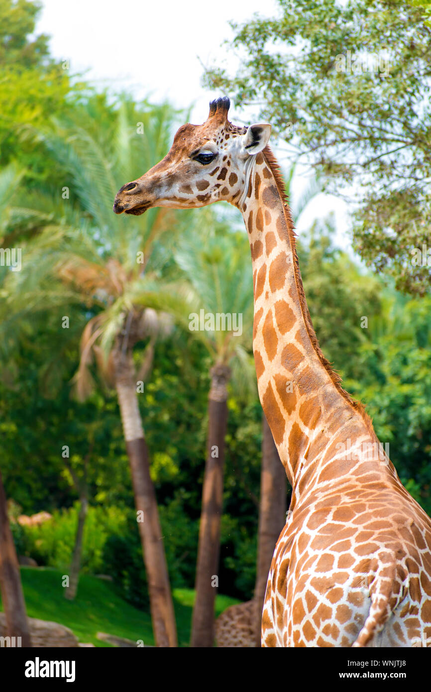 Close up portrait of giraffe looking at camera. Giraffes are African even-toed ungulate mammal, the tallest and the largest ruminant. Africa, 2019. Stock Photo