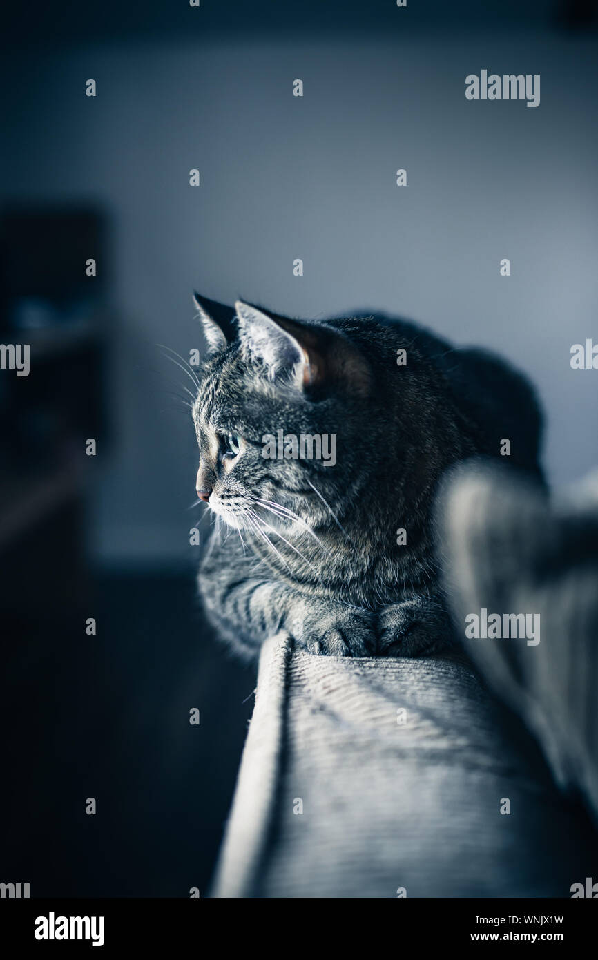Furry brown and grey kitty is relaxing at home. Black and White image
