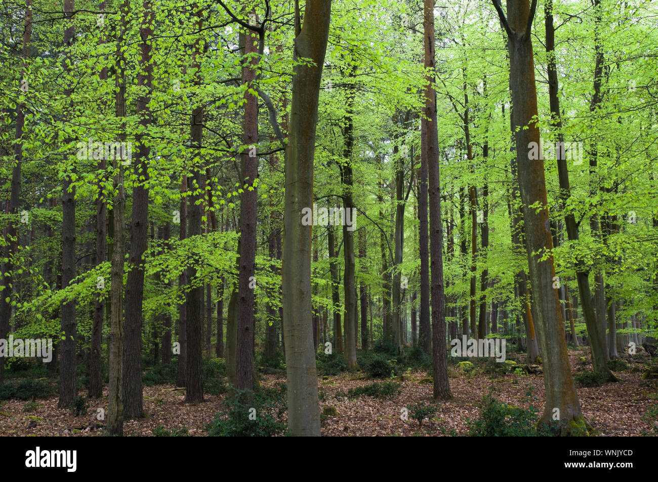 Fresh bright green spring growth leaves on the trees in Swinley Forest, England. Stock Photo