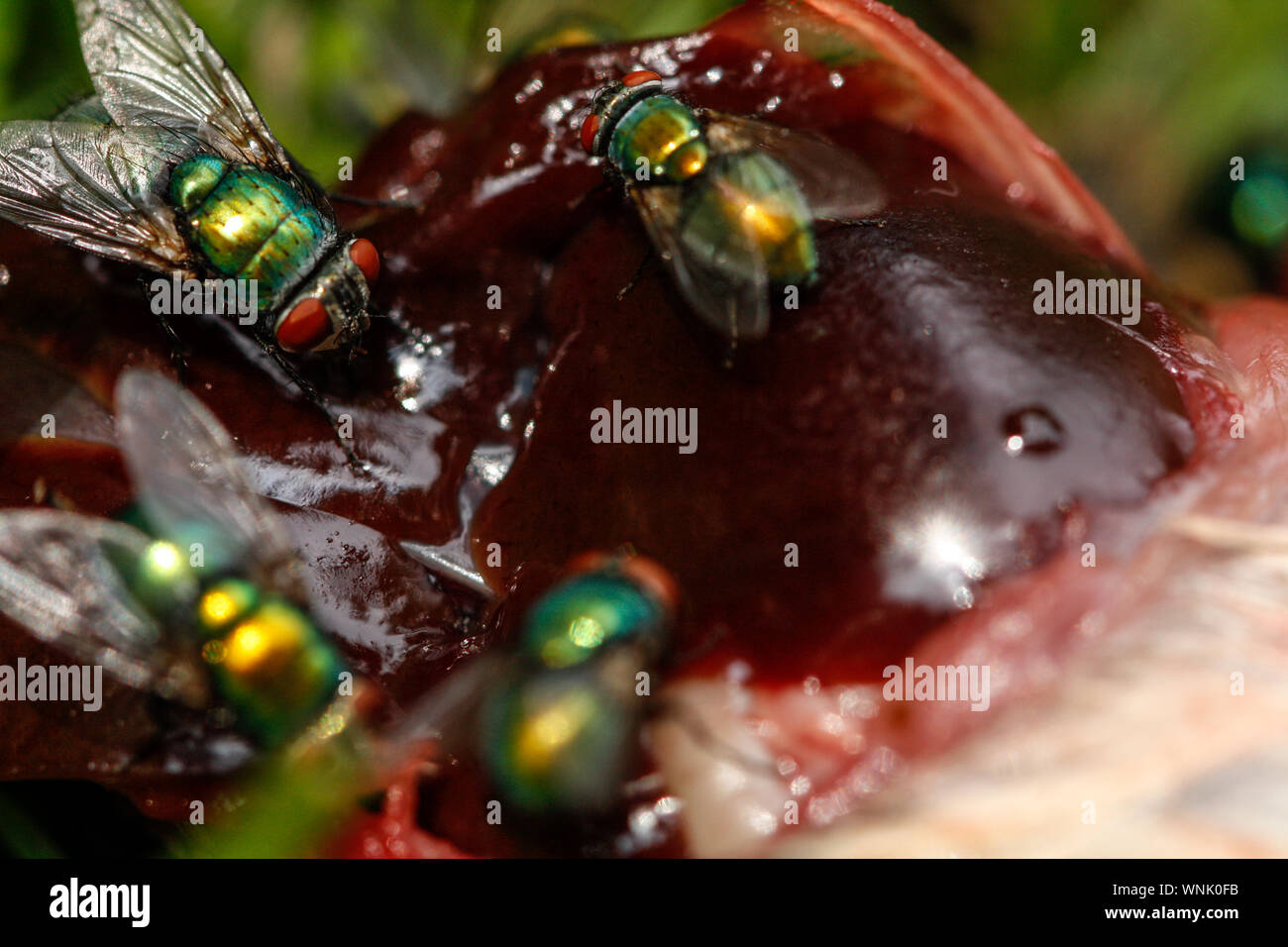 Close-up Of Houseflies Feeding On Dead Animal Stock Photo - Alamy Close-up Of Houseflies Feeding On Dead Animal Stock Photo - Alamy