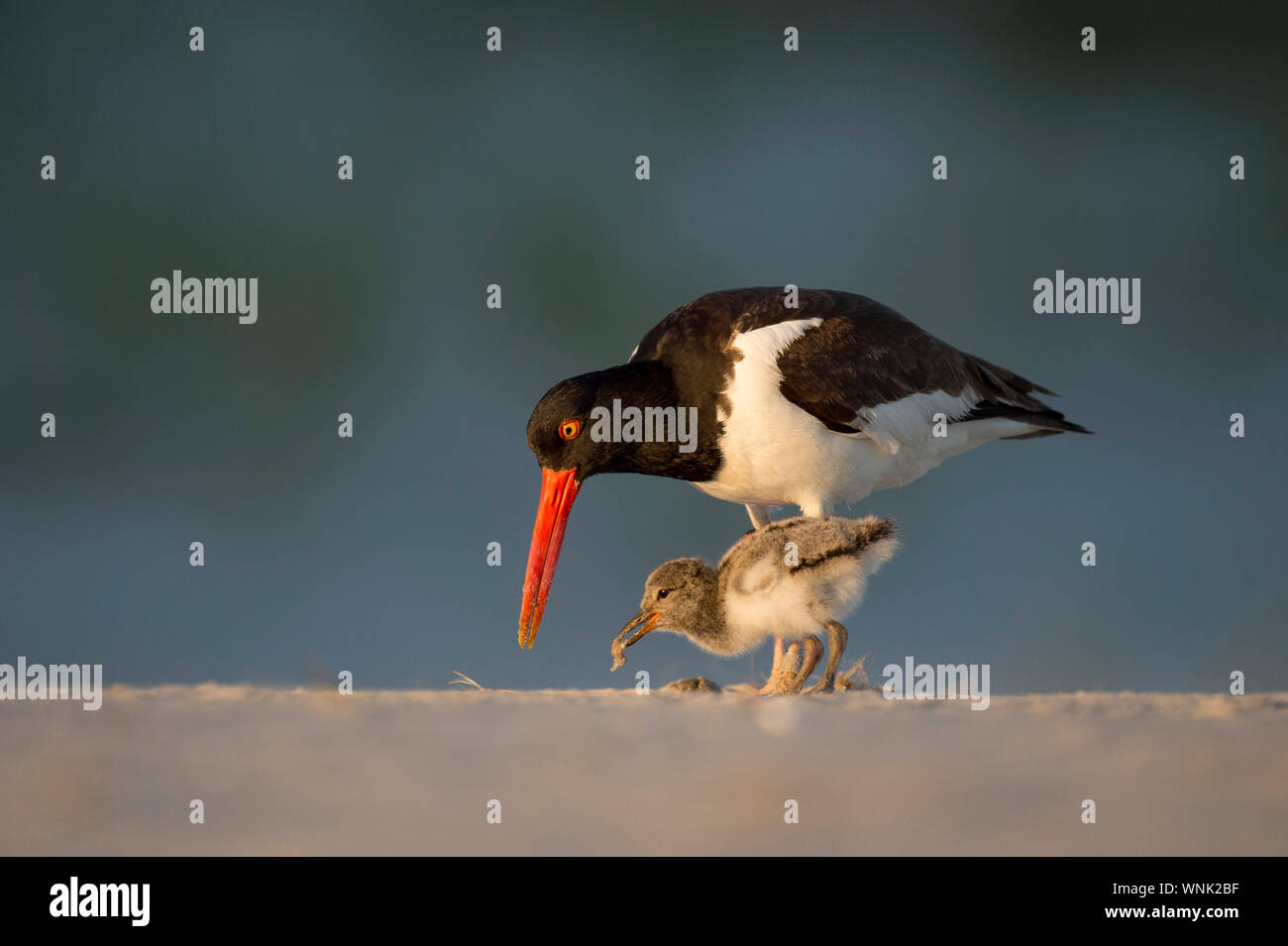 American Oystercatcher feeds its chick food on a sandy beach in the