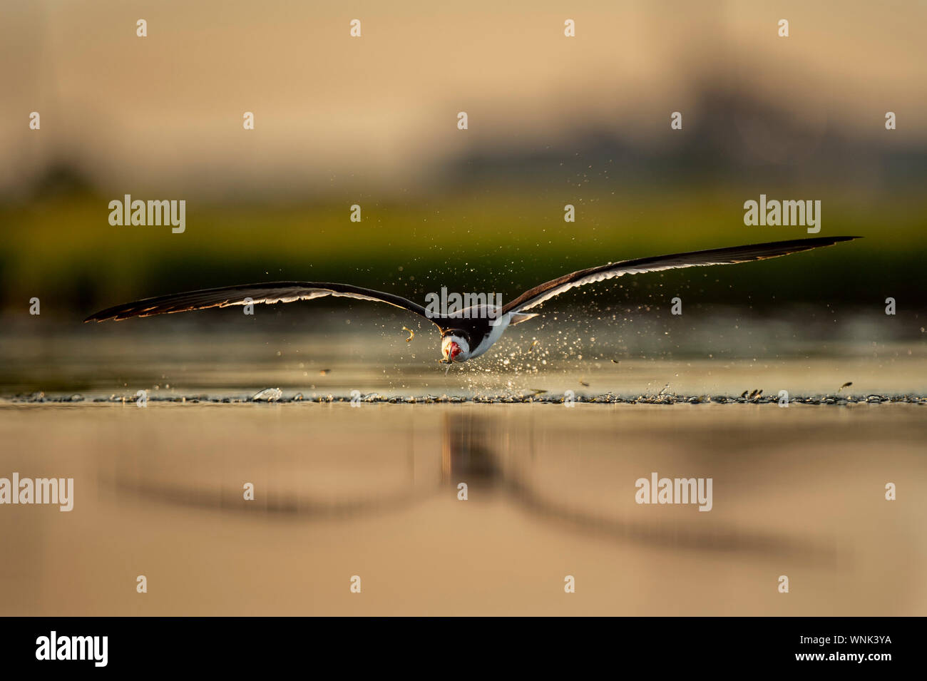 A Black Skimmer flies with a small minnow in its beak as many other