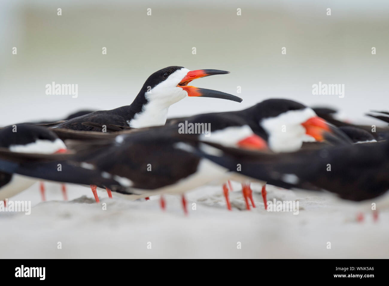 Single Black Skimmer calls out loudly in a flock of other birds Stock