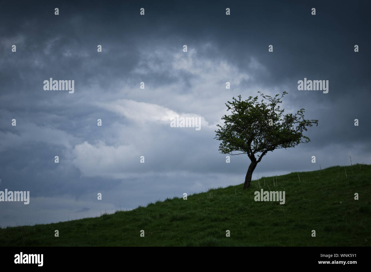 A single lone tree stands on a hill against a dramatic dark moody sky full of clouds. Stock Photo