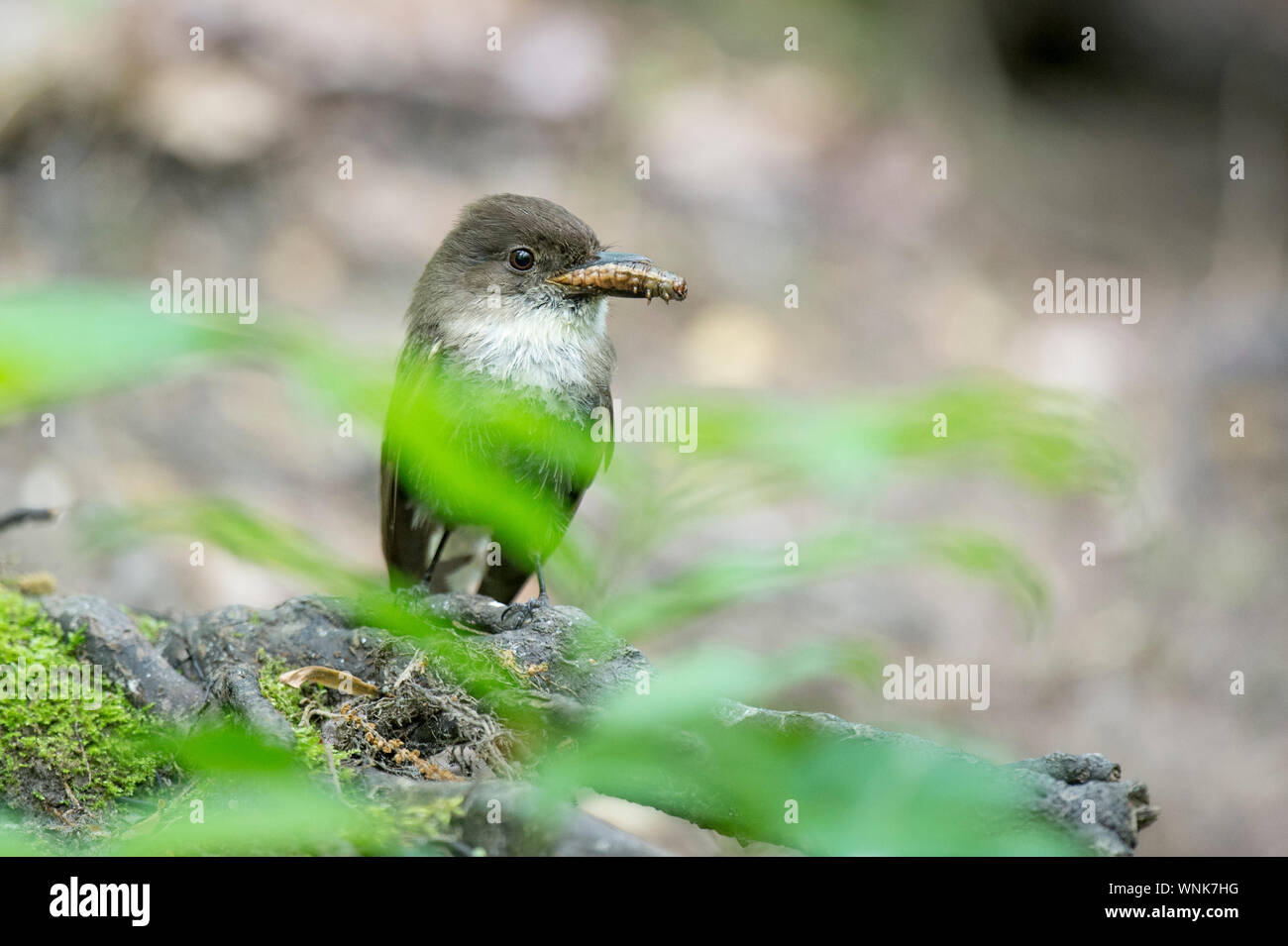 An Eastern Phoebe with a large caterpillar in its beak with bright green out of focus leaves in front. Stock Photo