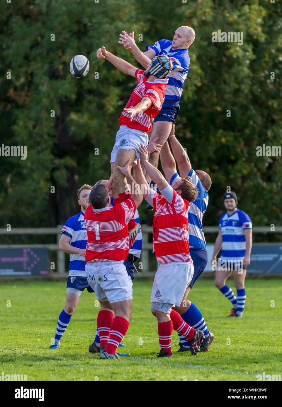 Rugby players held up high stretching for the ball thrown in at the line out Stock Photo