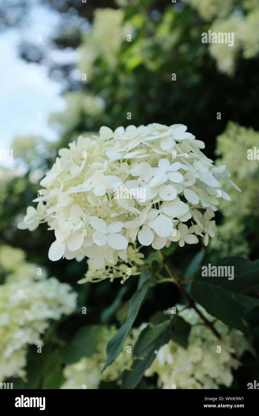 Vertical selective closeup shot of white phlox flowers Stock Photo