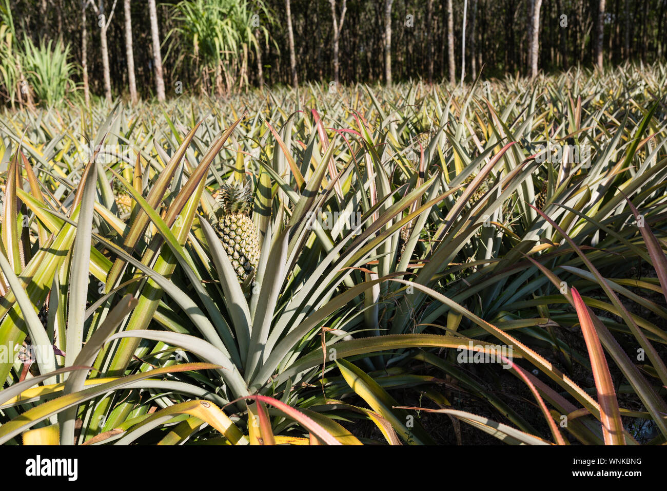 Tropical pineapple fruit outdoor. Landscape of Pineapple Plantation in