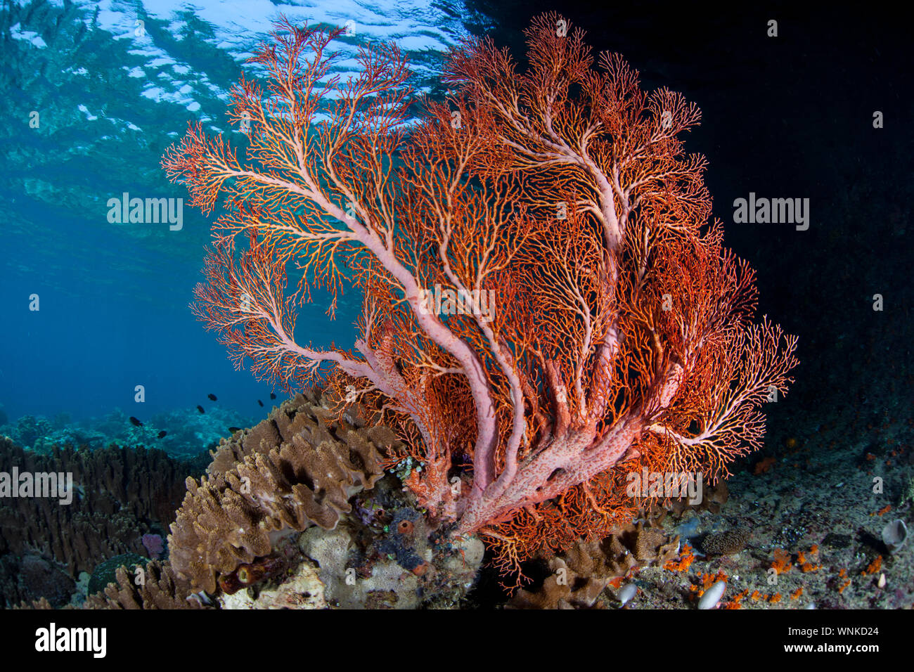 A large sea fan grows in shallow water amid the remote islands of Raja Ampat, Indonesia. This equatorial region is the center for marine biodiversity. Stock Photo