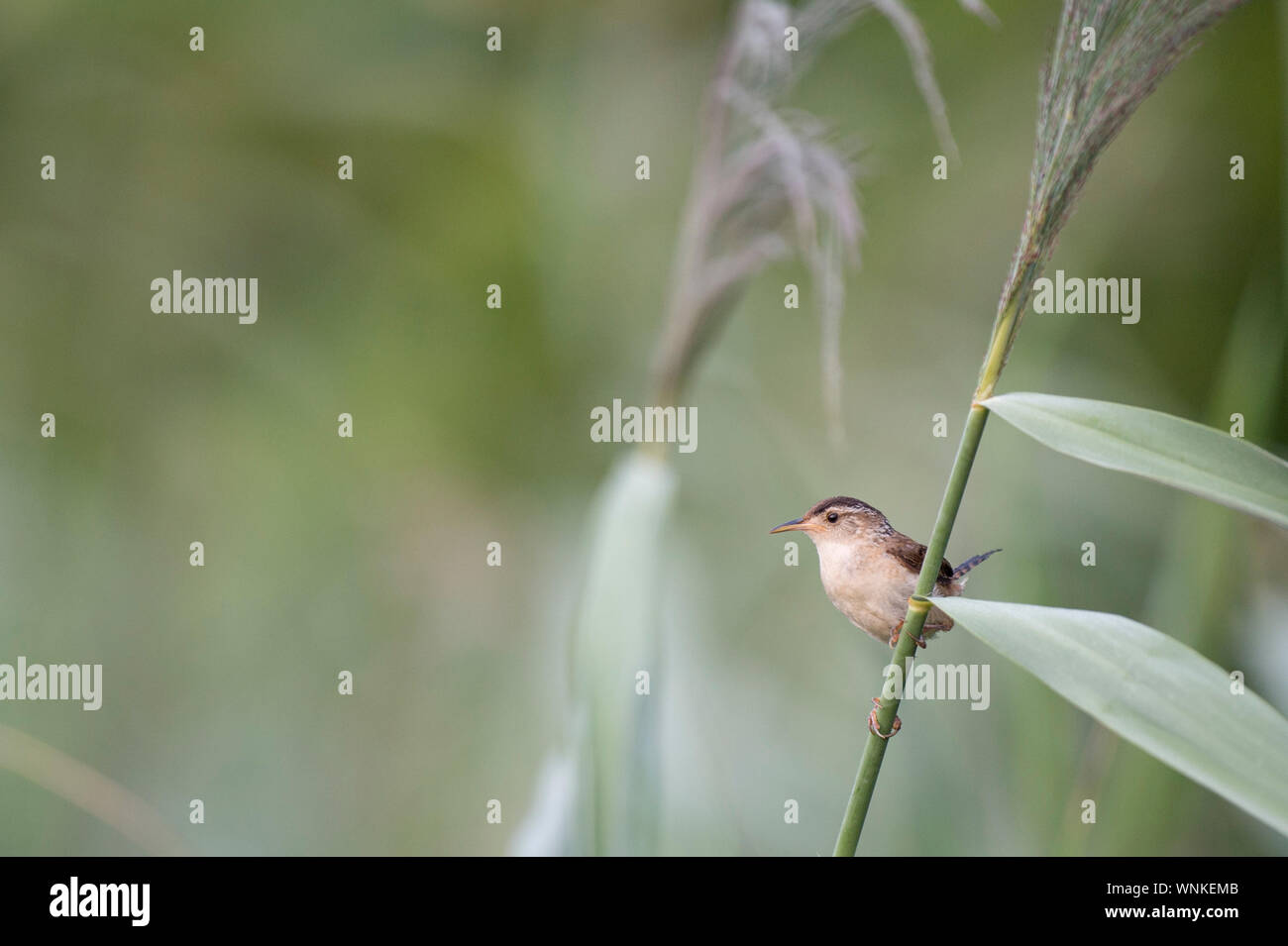 A Marsh Wren perched on green reeds with a smooth green background in the marsh. Stock Photo