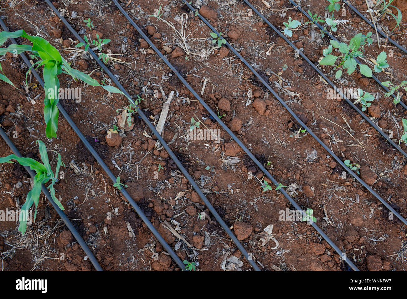 KENYA, Mount Kenya East, South Ngariama , farming with drip irrigation
