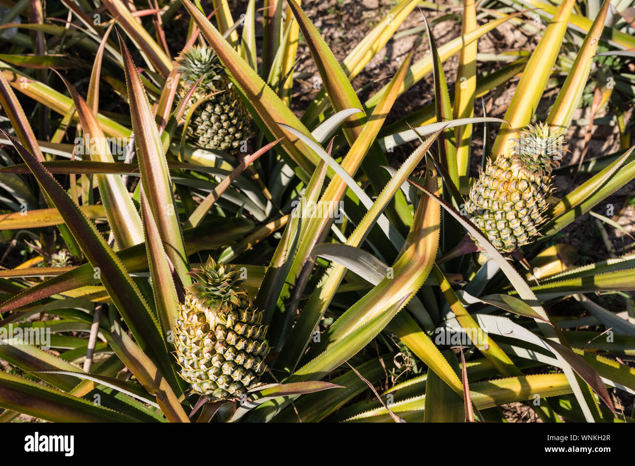 Pineapple phuket island thailand hires stock photography and images