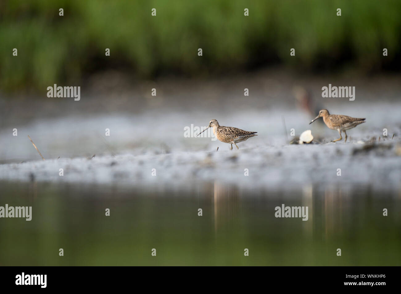 Two Short-billed Dowitchers stand in the mud in the marsh with a green foreground and background. Stock Photo
