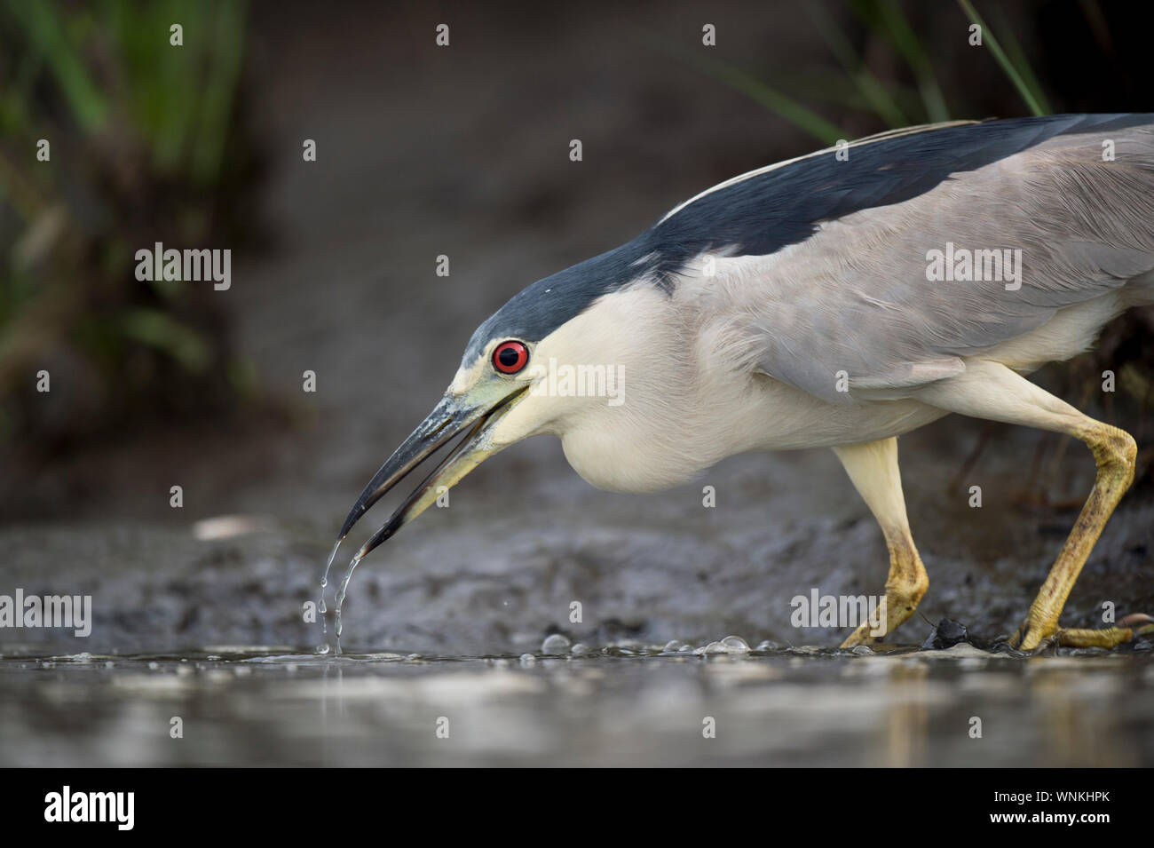 A Black-crowned Night Heron stalks the shallow water in search of food in soft light with its bright red eye standing out. Stock Photo