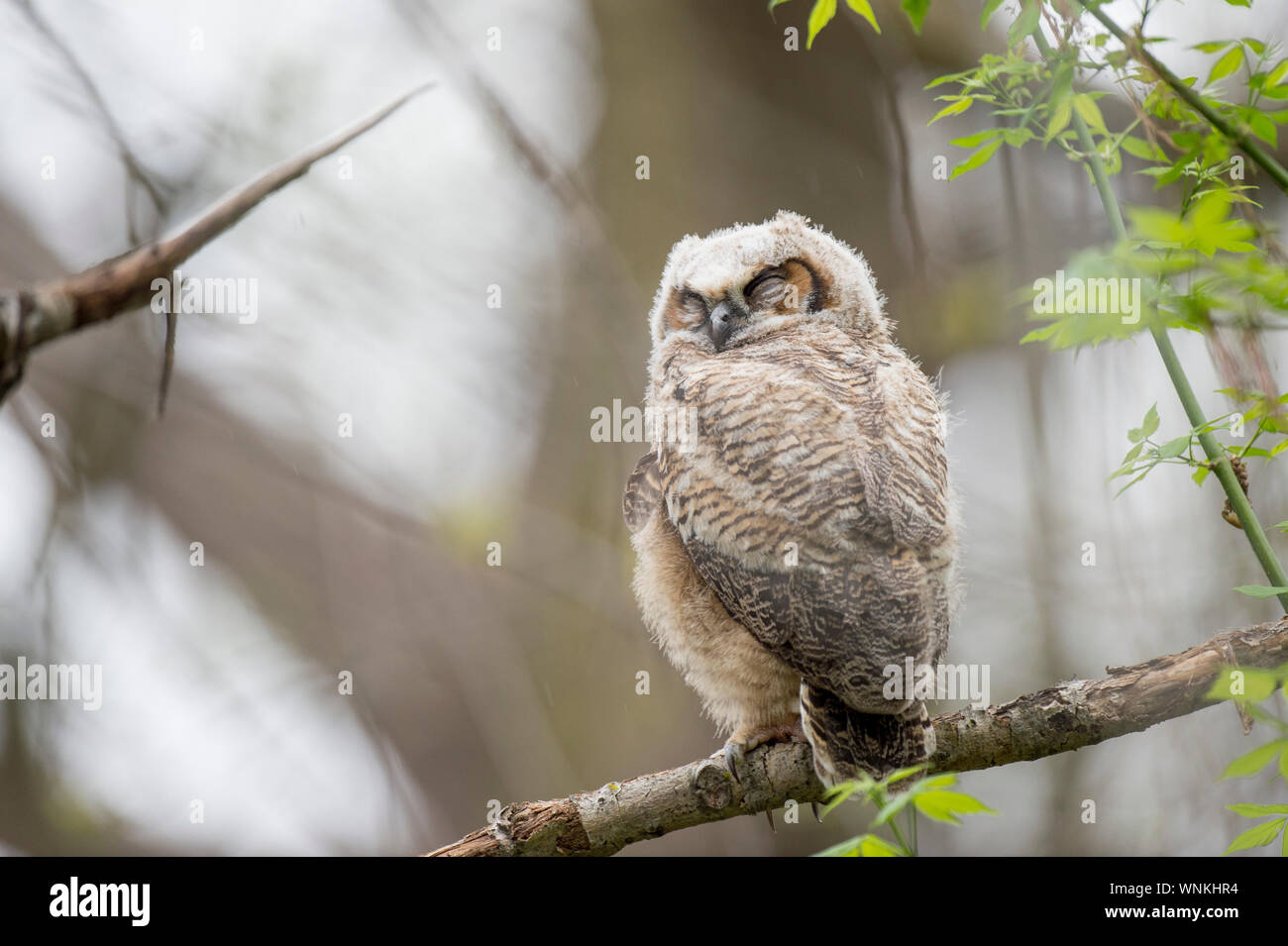 A sleeping Great-horned Owlet rests on a branch in the forest in soft overcast light. Stock Photo