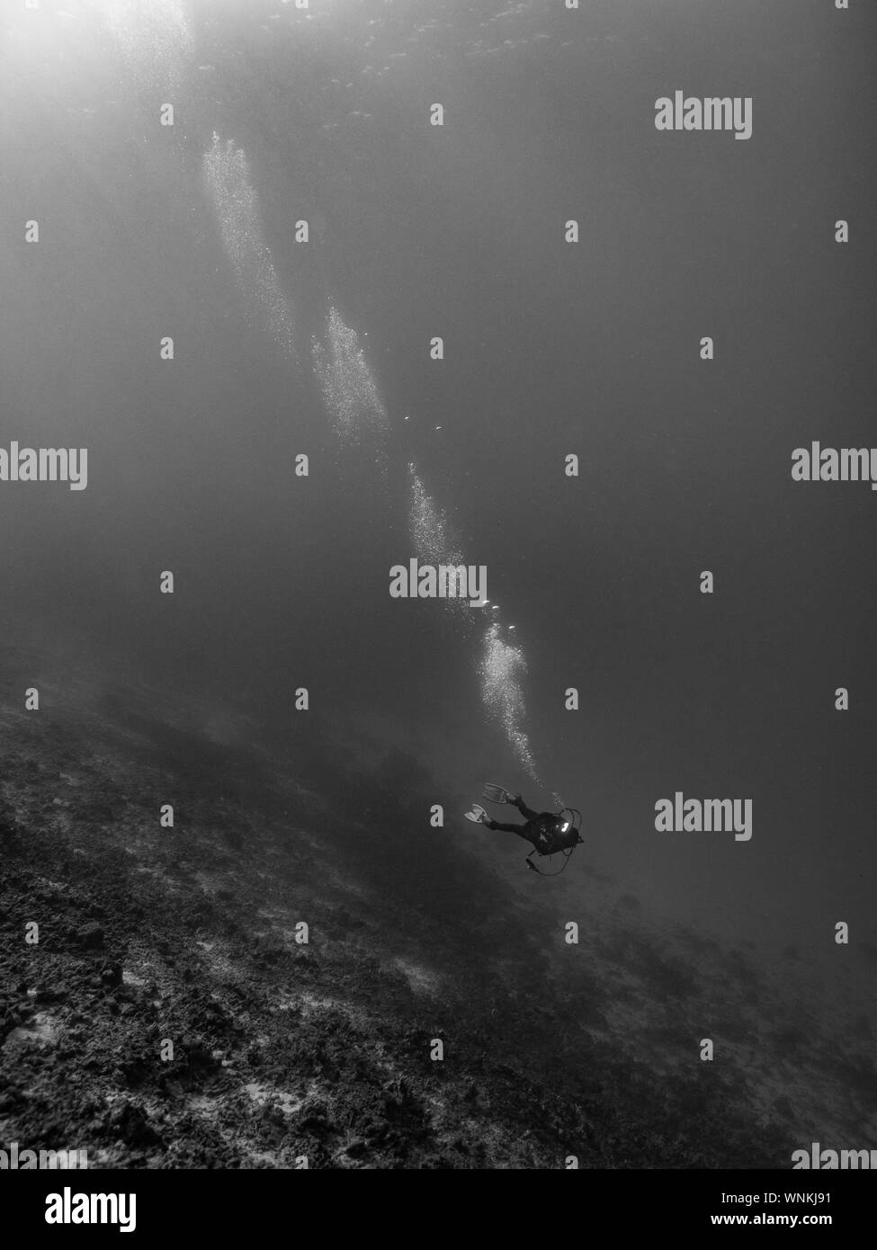 Recreational scuba Black and White Stock Photos & Images Alamy
