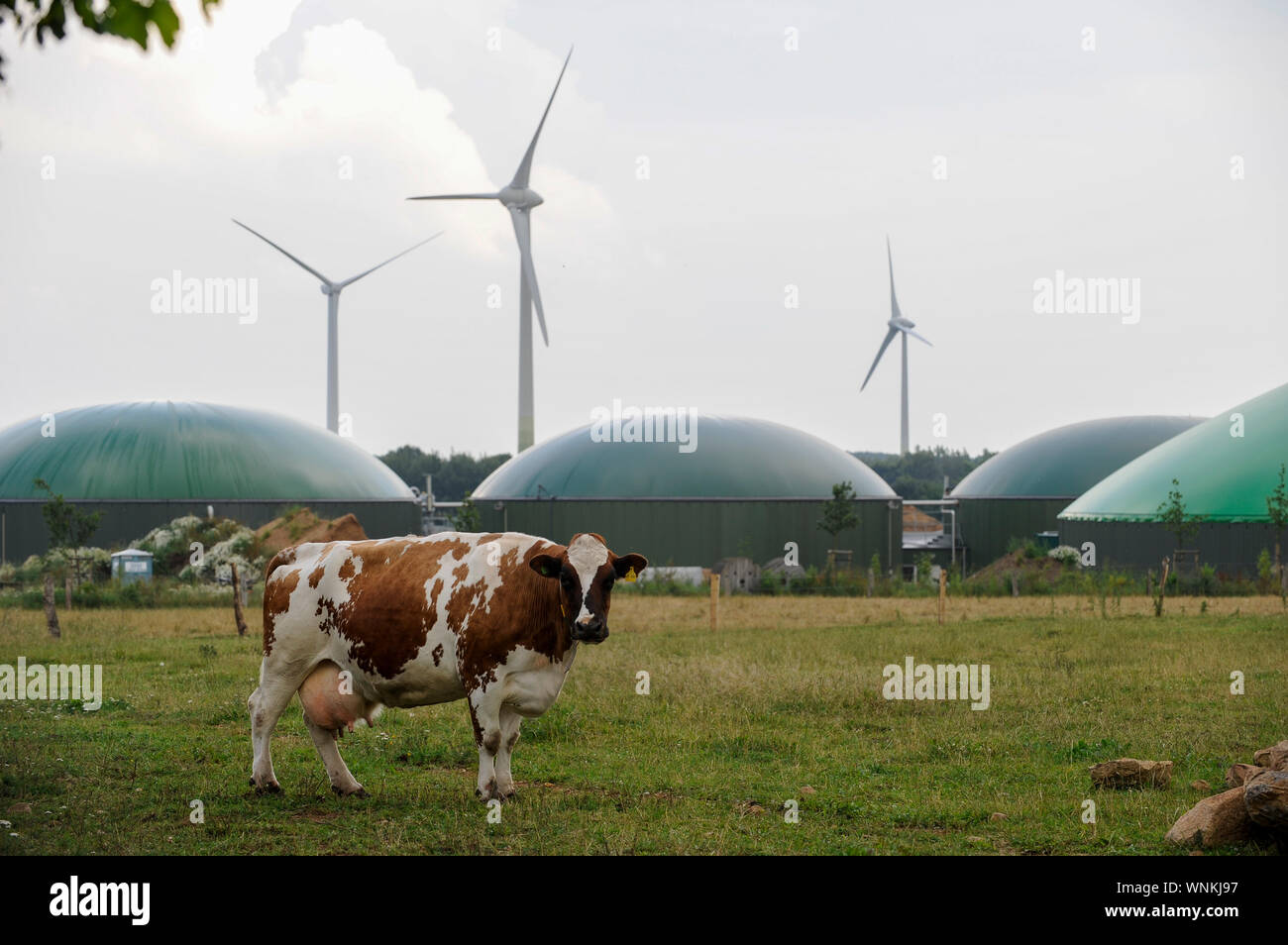 GERMANY Schleswig Holstein, grazing gawking goggling cow in front of Wind turbine and Biogas plant / DEUTSCHLAND , Windrraeder und Biogasanlage zur Stromerzeugung und Waermeerzeugung Stock Photo