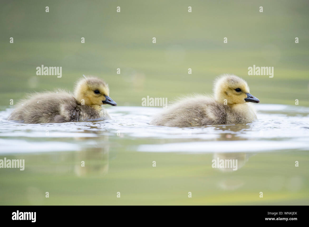 Cute and fuzzy Canada Goslings swim in the calm water on an overcast day with soft light. Stock Photo
