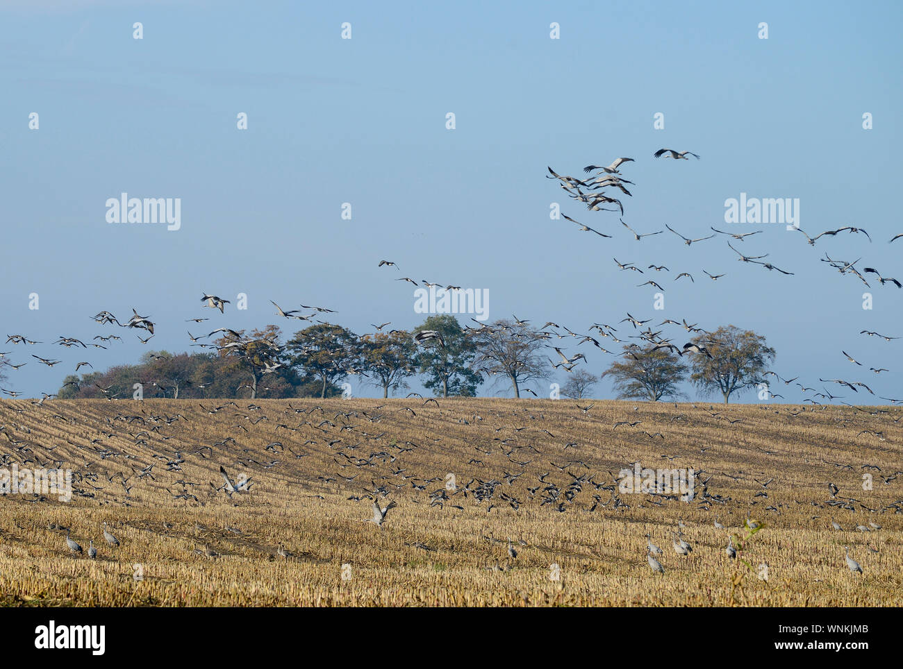 GERMANY, Ruegen, crane on maize field in autumn, cranes are migratory birds and stop here on their annual migration / DEUTSCHLAND, Rügen, Sagard, Kraniche auf Maisfeld im Herbst Stock Photo