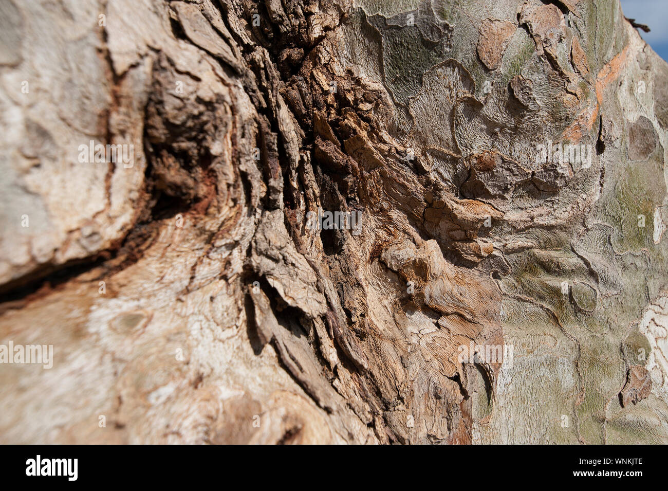 SPAIN, SEVILLE: Bark of one of the many old gigantic trees in the city. Stock Photo