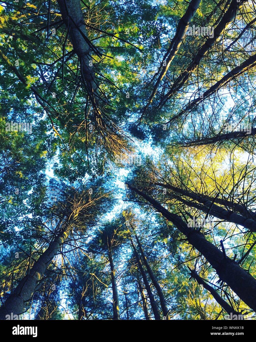 Low Angle View Of Trees In Forest Stock Photo