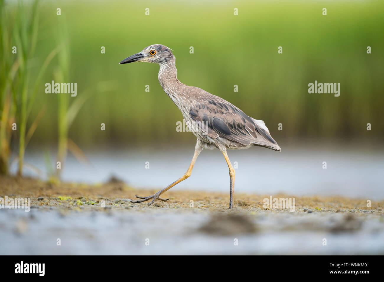 Marsh mud grass hi-res stock photography and images - Alamy