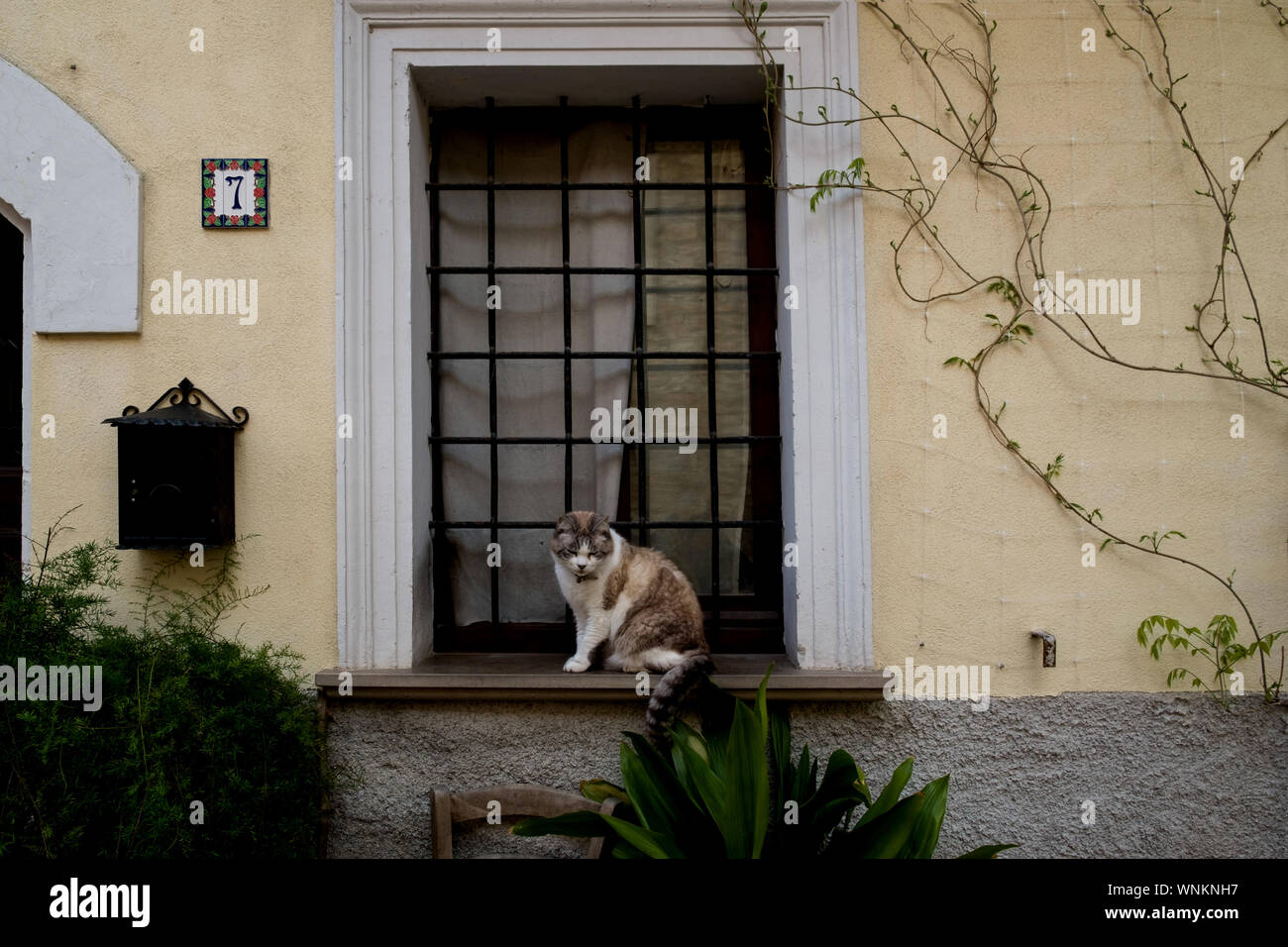 Cat waiting by door hires stock photography and images Alamy