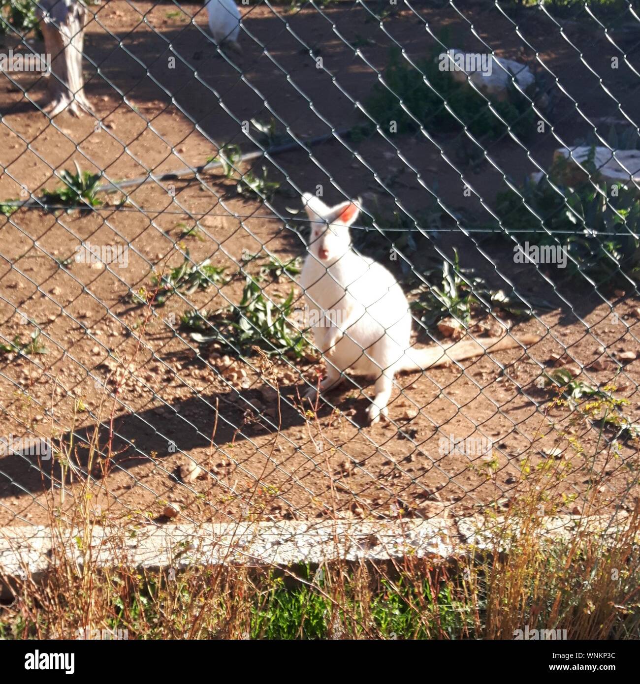 Kangaroo Fence High Resolution Stock Photography and Images Alamy
